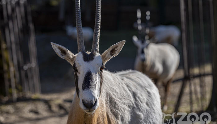 Oryx arabský (250 €/rok)