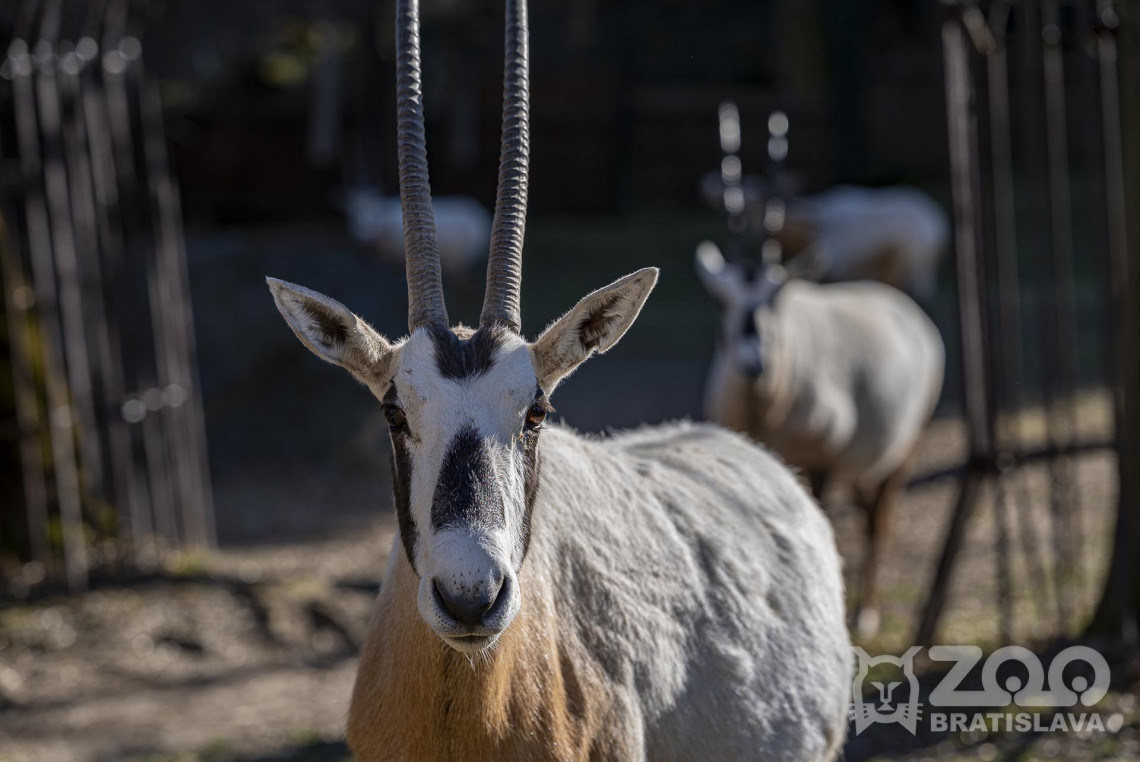 Oryx arabský