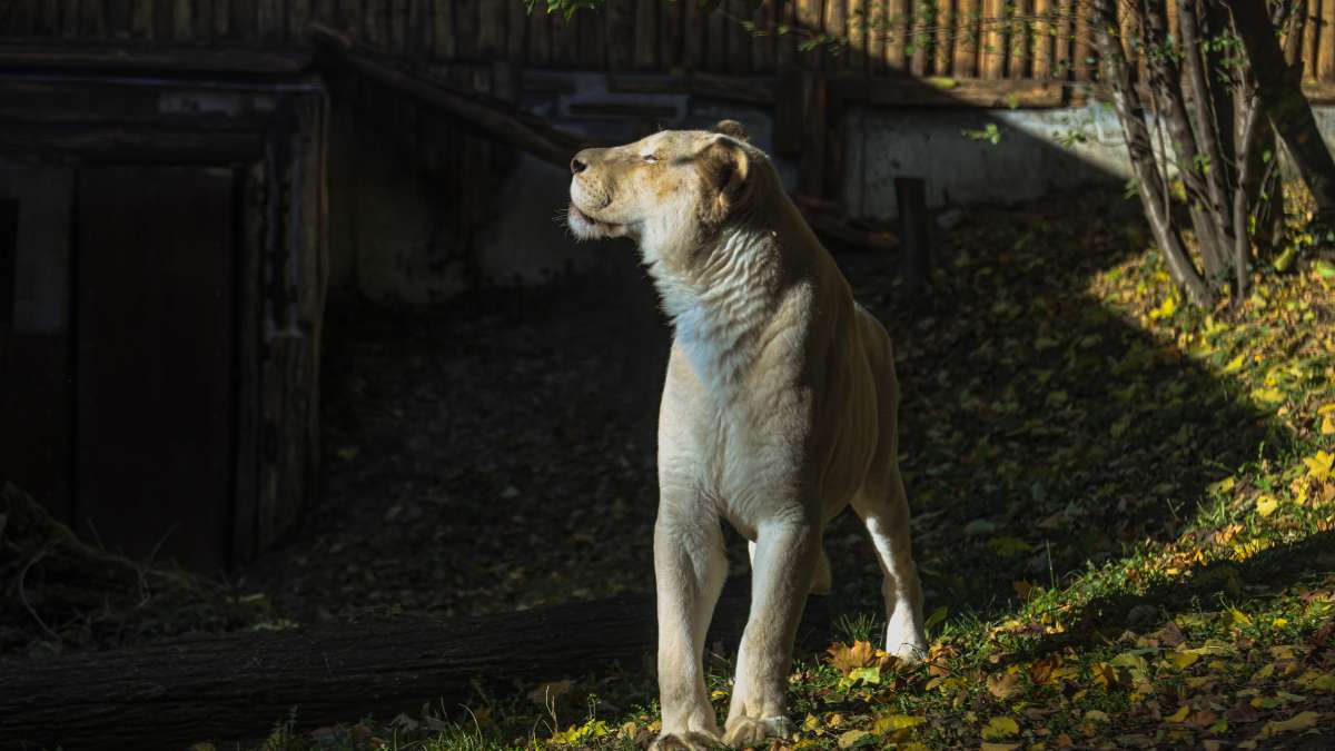 Bratislava Zoo Welcomes a New South African Lioness