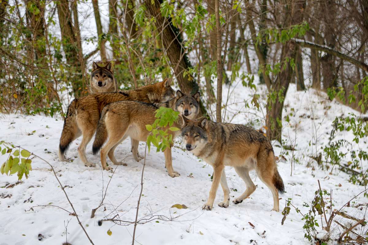 Winter in the zoo