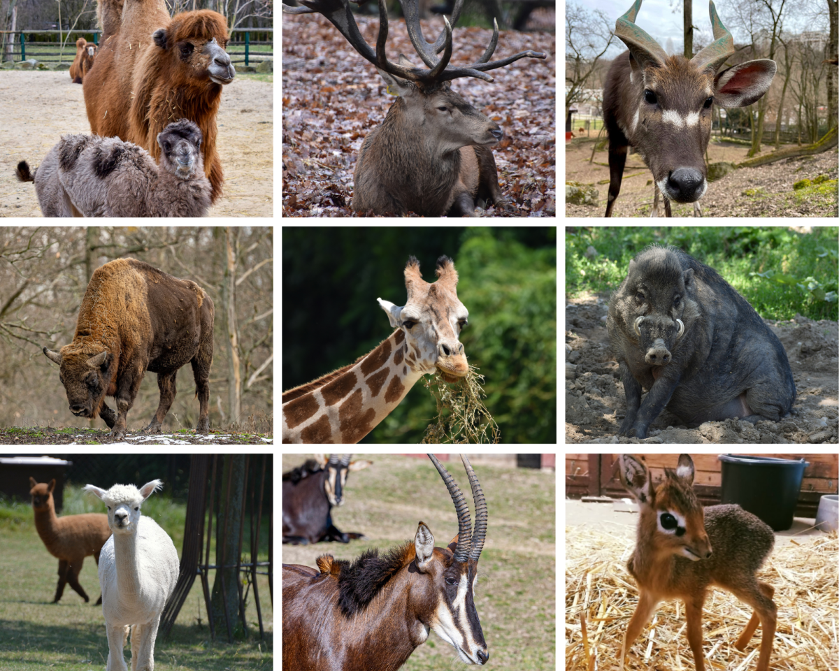 ZOO chráni svoje zvieratá, zostáva až do odvolania zatvorená