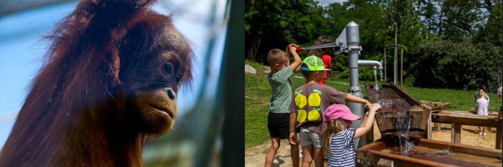 ZOO Bratislava pozýva na Deň vody a Svetový deň orangutanov