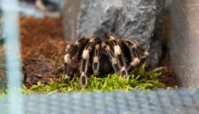 Brazílska červeno-biela tarantula (35 €/rok)