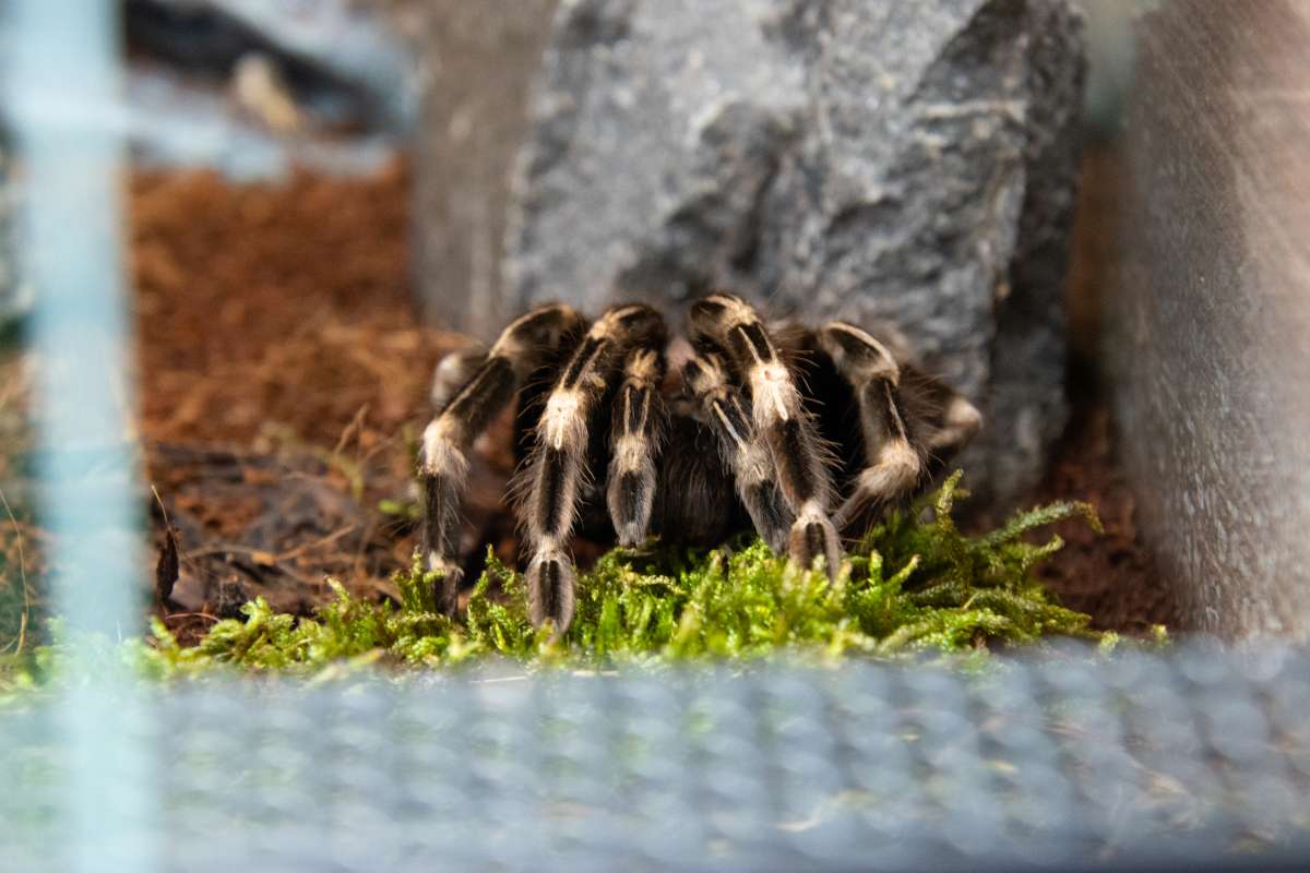 Brazílska červeno-biela tarantula 