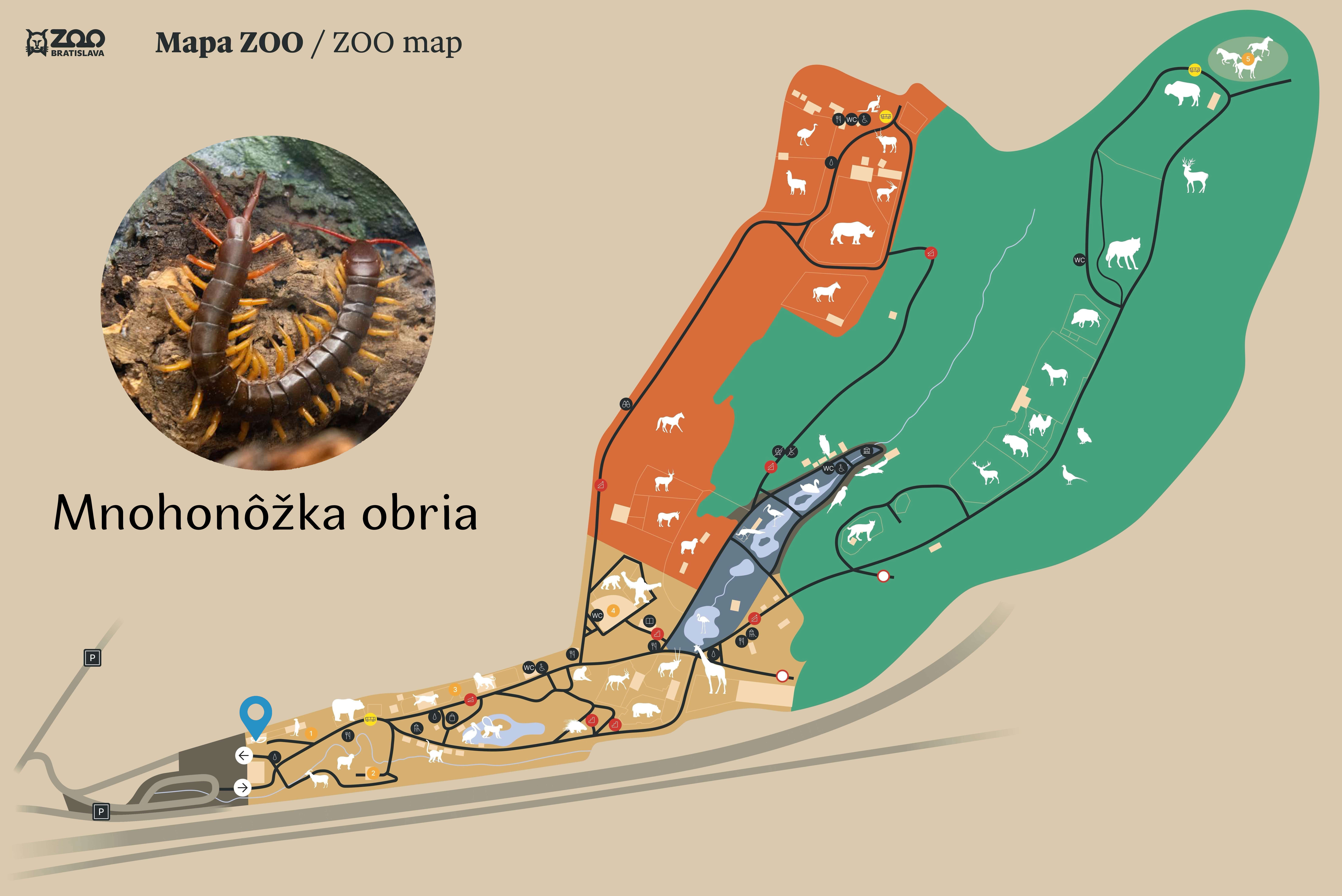 Poloha Mnohonôžka obria v ZOO