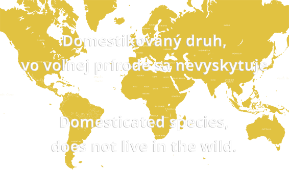 Mapa výskytu Koza domáca kamerunská