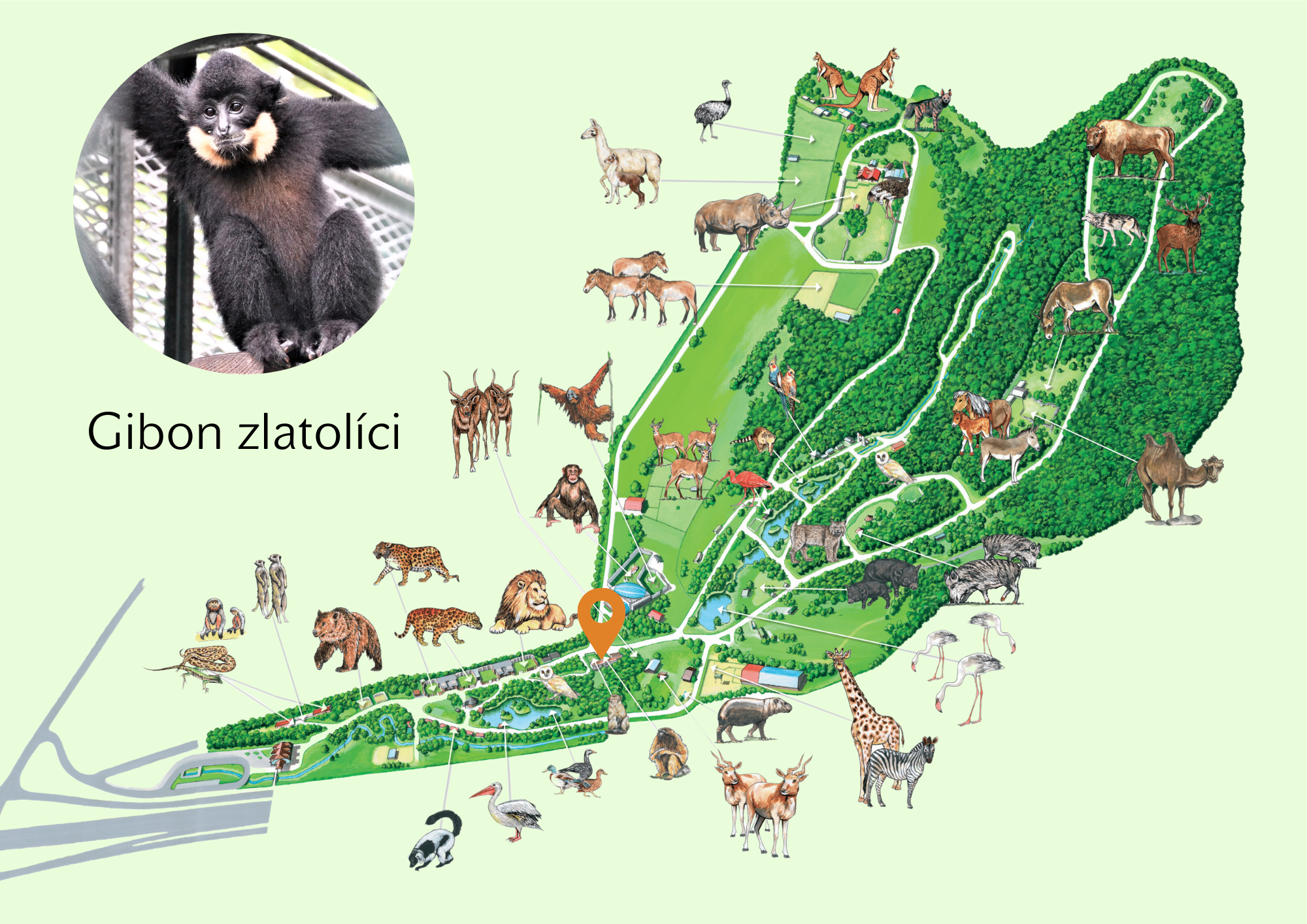 Poloha Gibon zlatolíci v ZOO