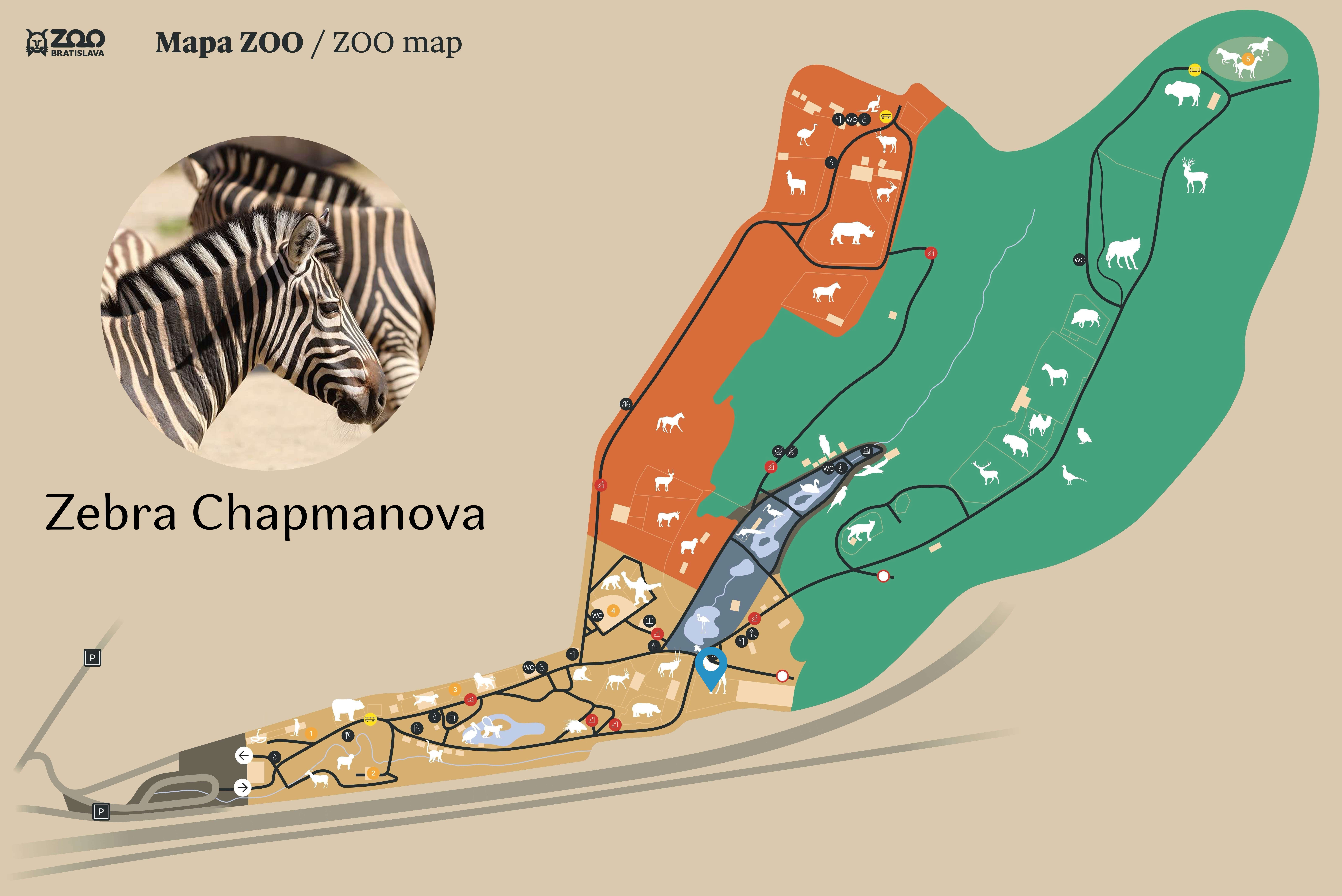 Poloha Zebra Chapmanova v ZOO