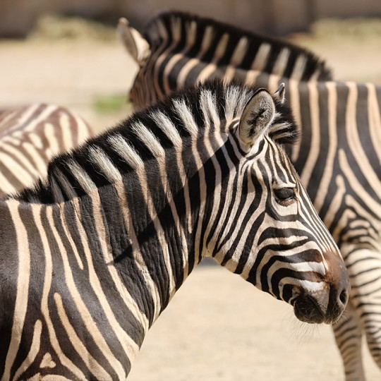Zebra Chapmanova