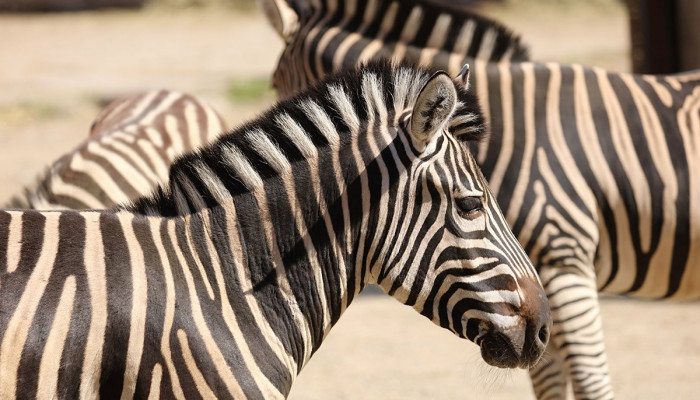 Zebra Chapmanova (333 €/rok)