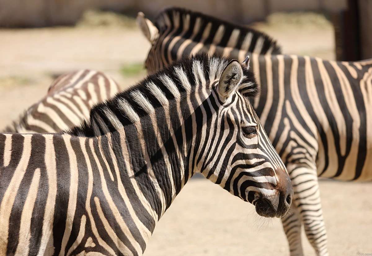Zebra Chapmanova