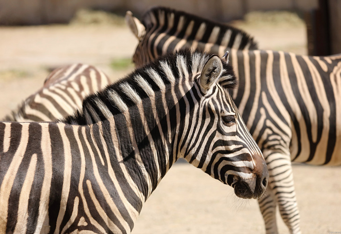 Zebra Chapmanova