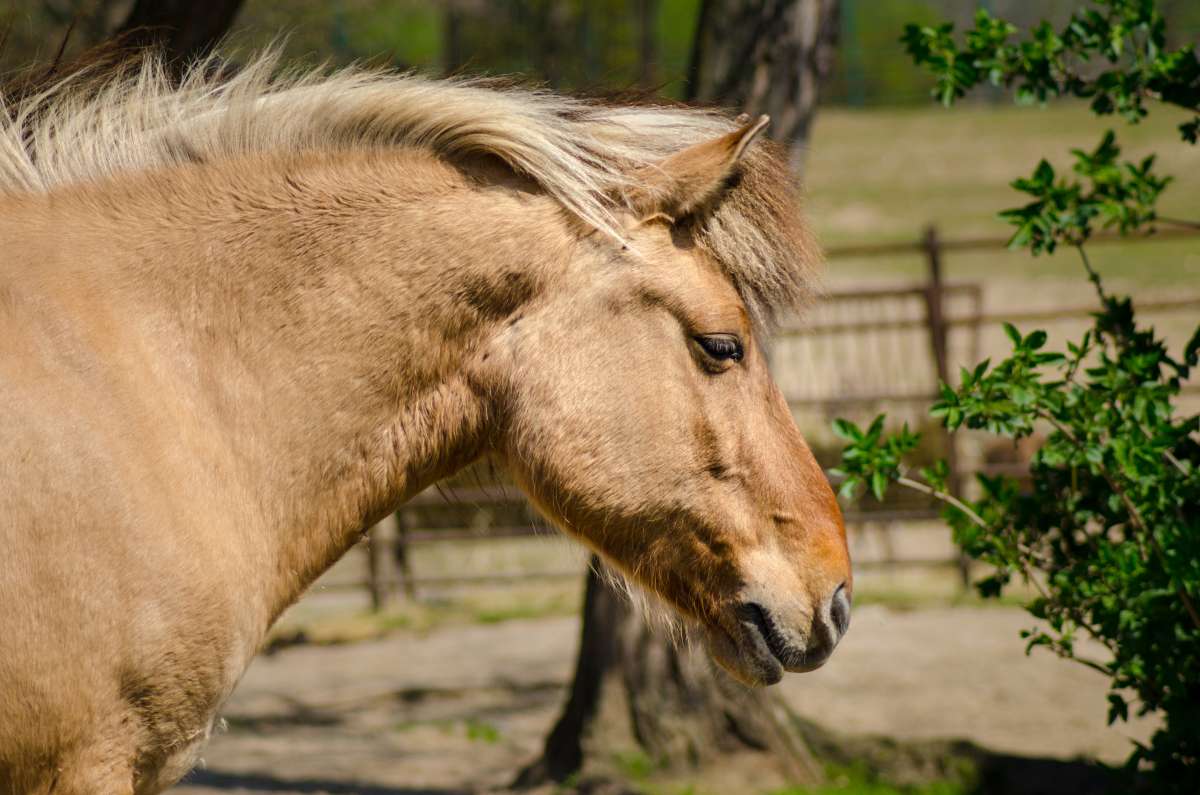 Kôň domáci