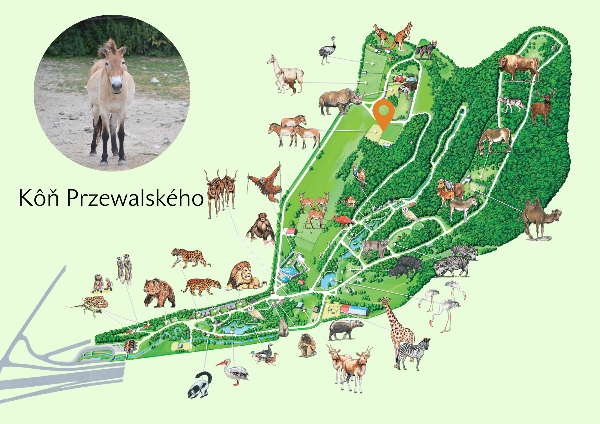 Poloha Kôň Przewalského v ZOO