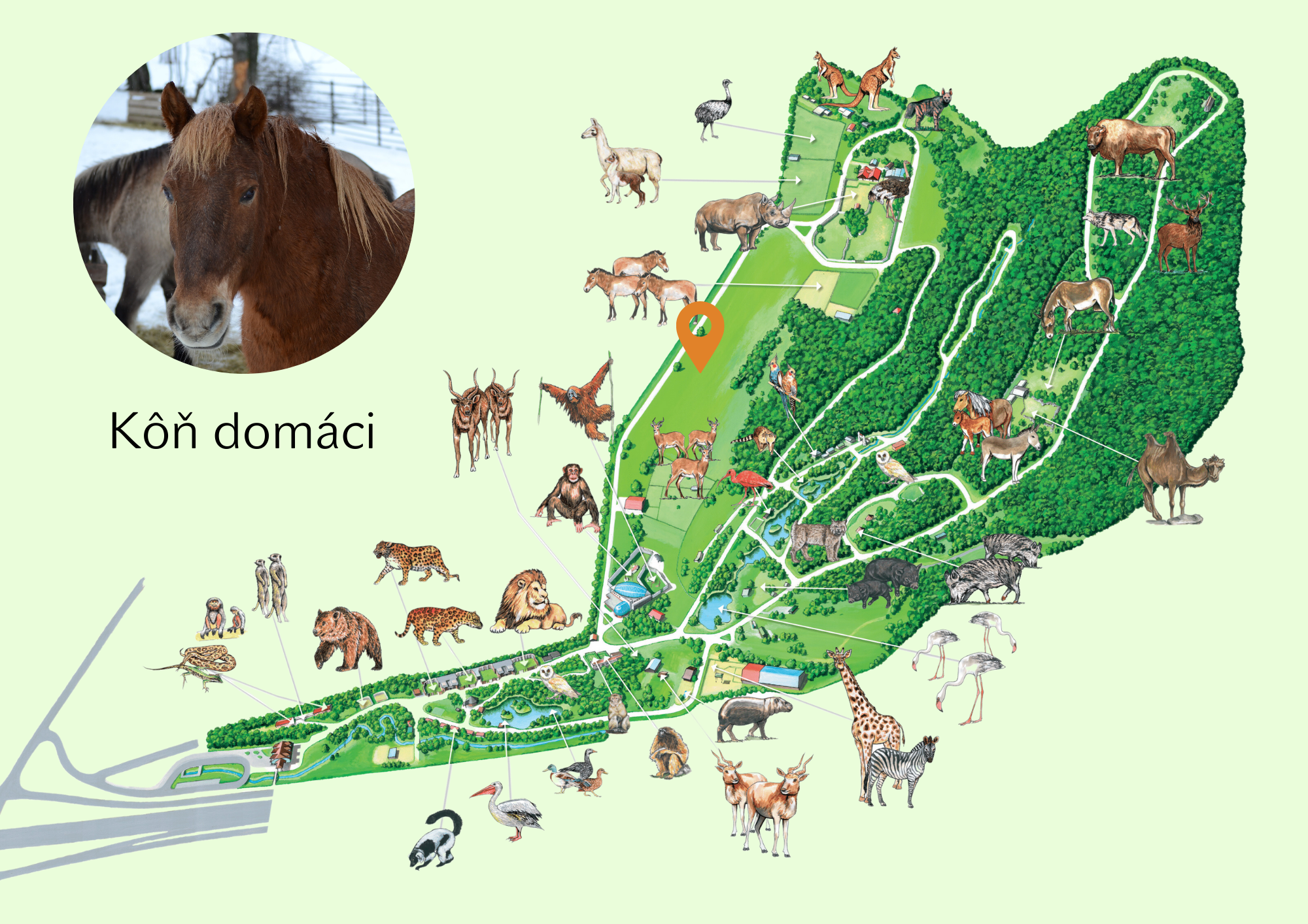 Poloha Kôň domáci v ZOO