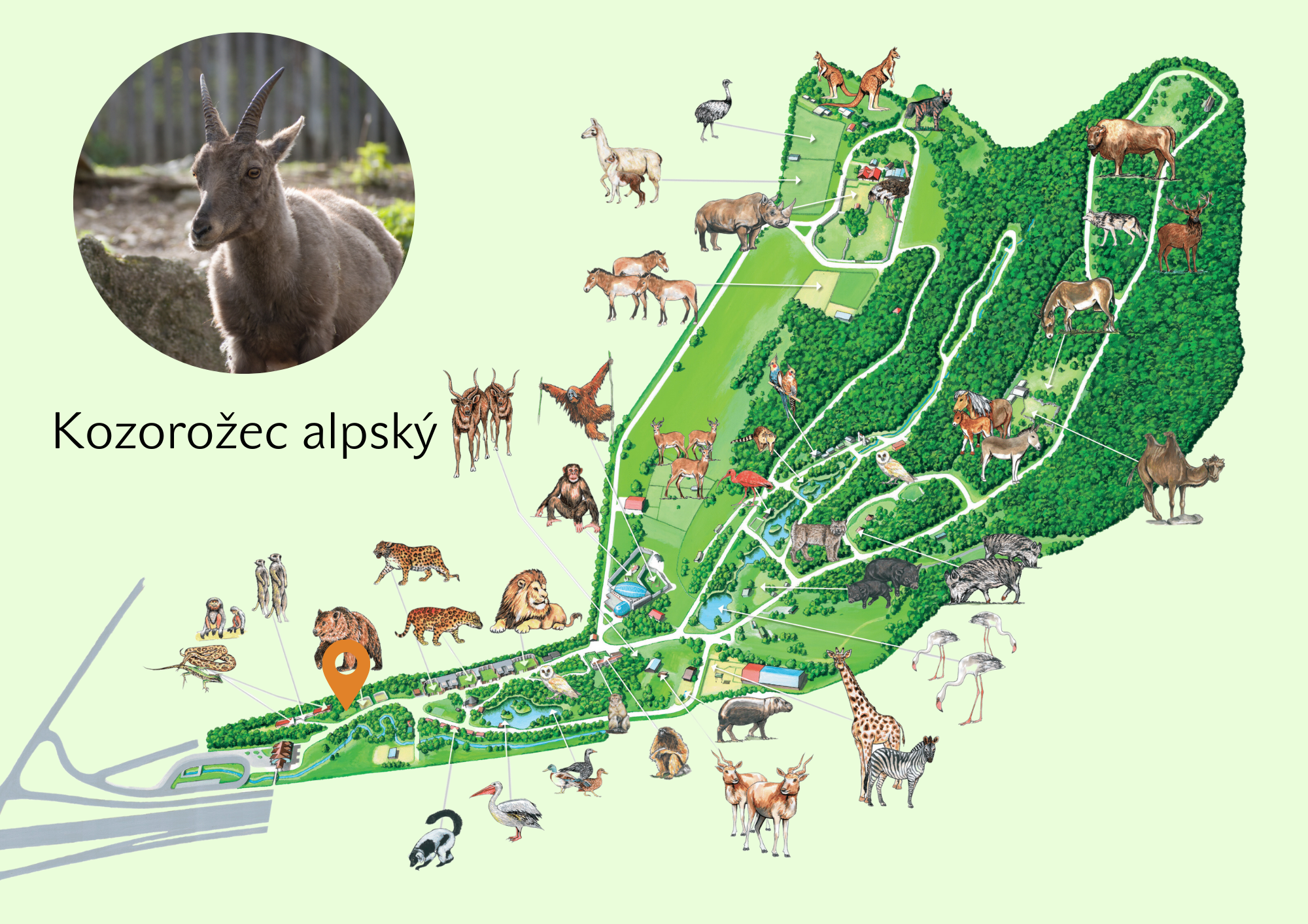 Poloha Kozorožec alpský v ZOO