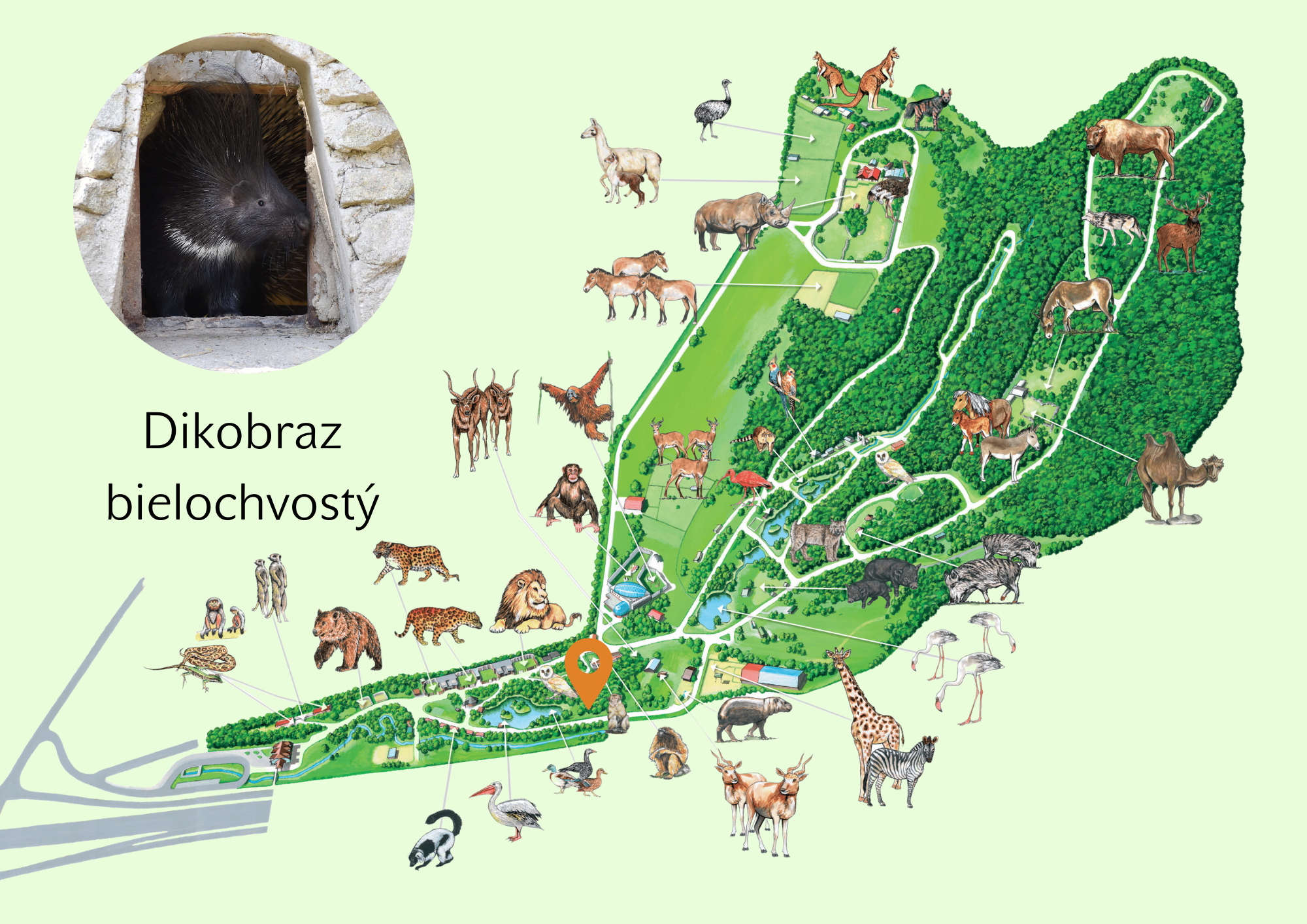 Poloha Dikobraz bielochvostý v ZOO