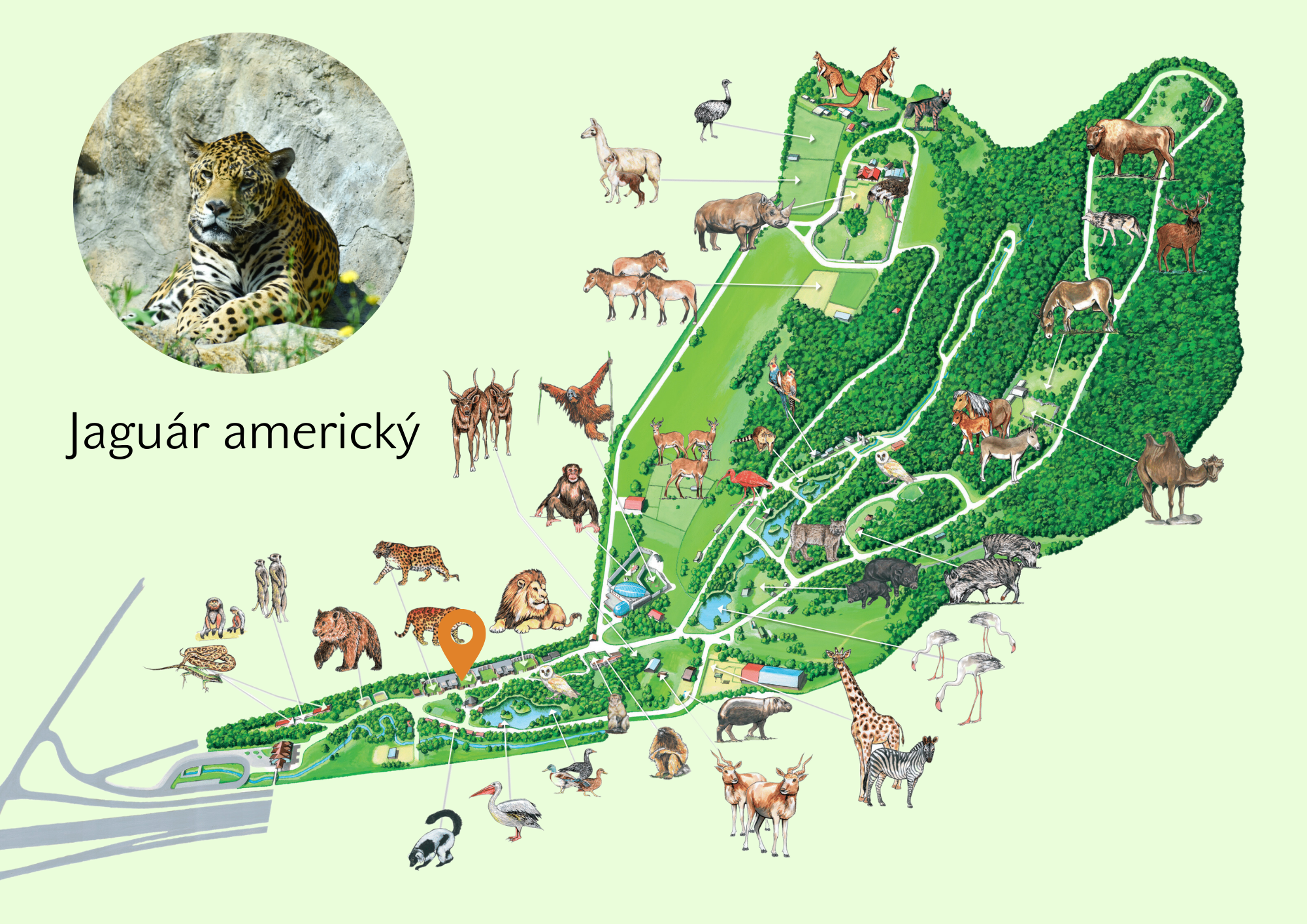 Poloha Jaguár americký v ZOO