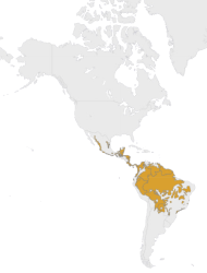 Mapa výskytu Jaguár americký