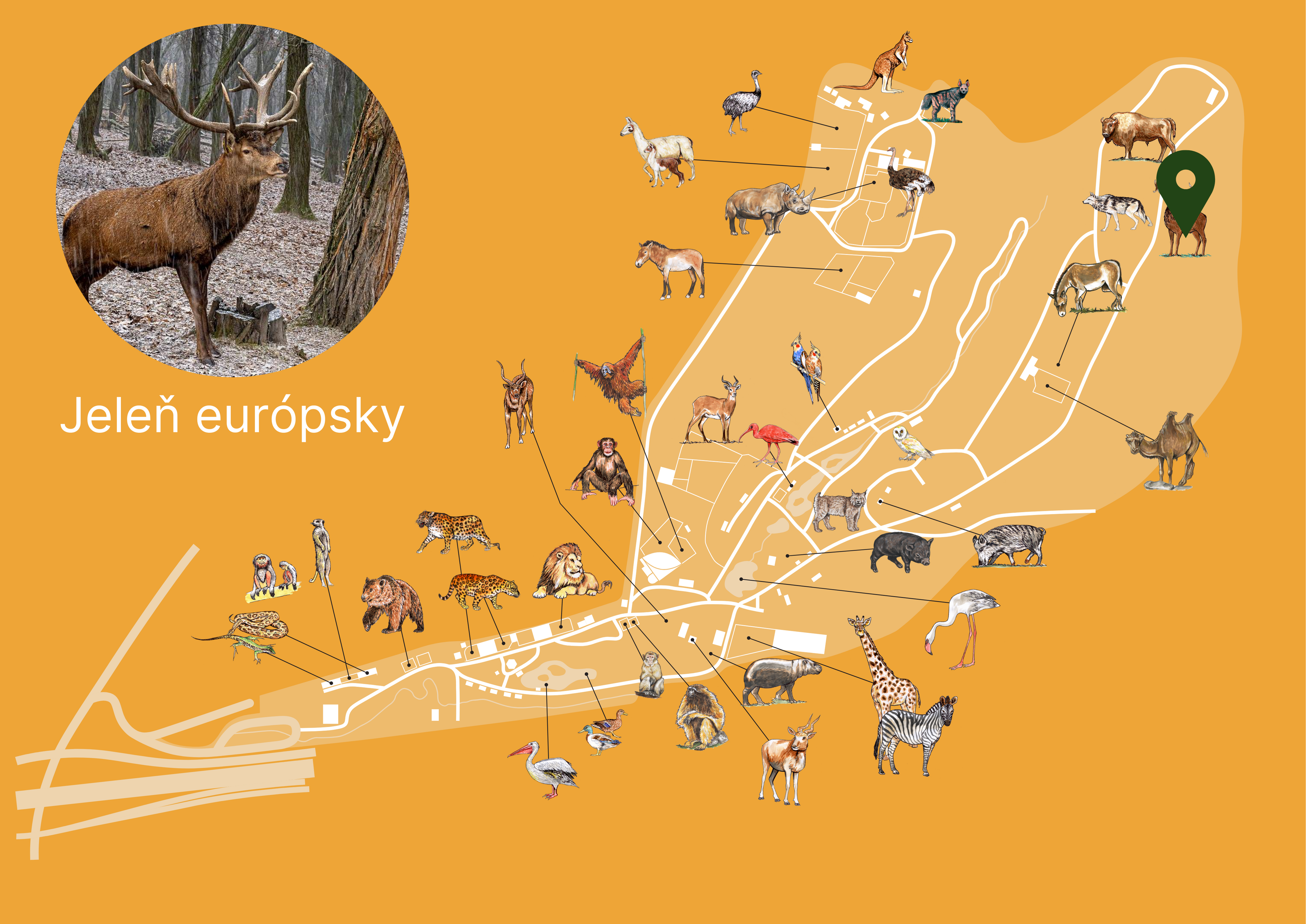 Poloha Jeleň európsky v ZOO