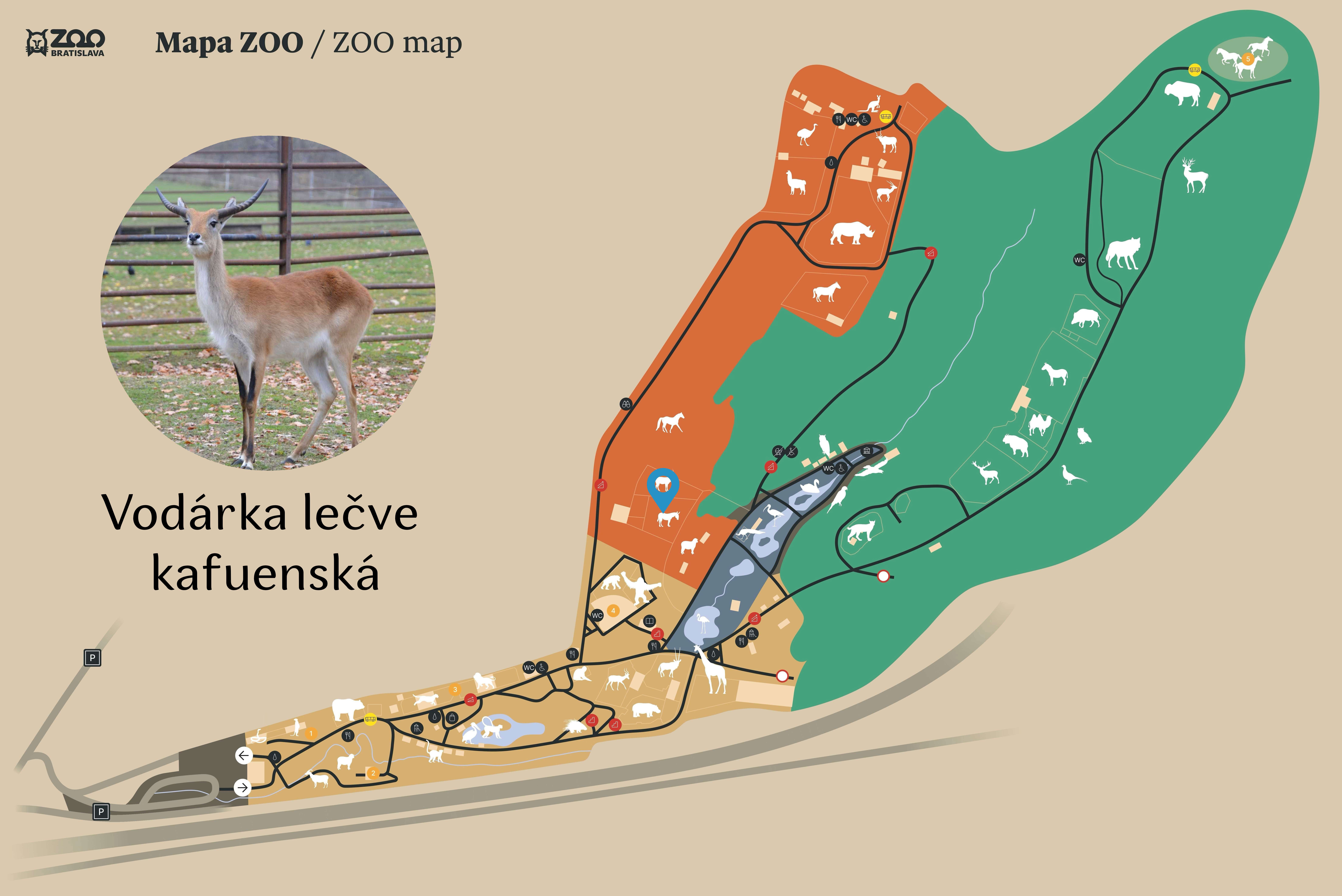Poloha Vodárka lečve kafuenská v ZOO