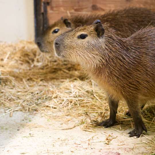 Kapybara močiarna