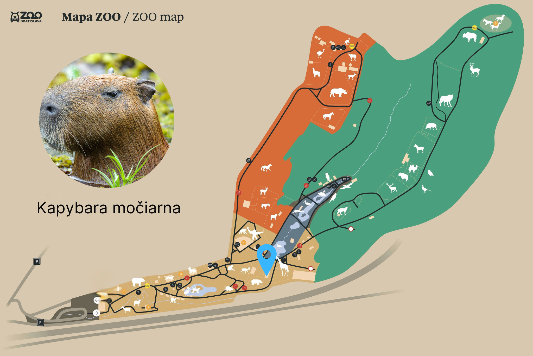Poloha Kapybara močiarna v ZOO