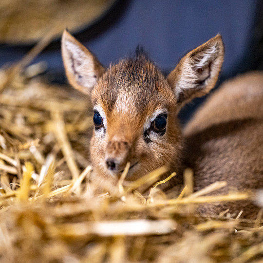 Dikdik Kirkov