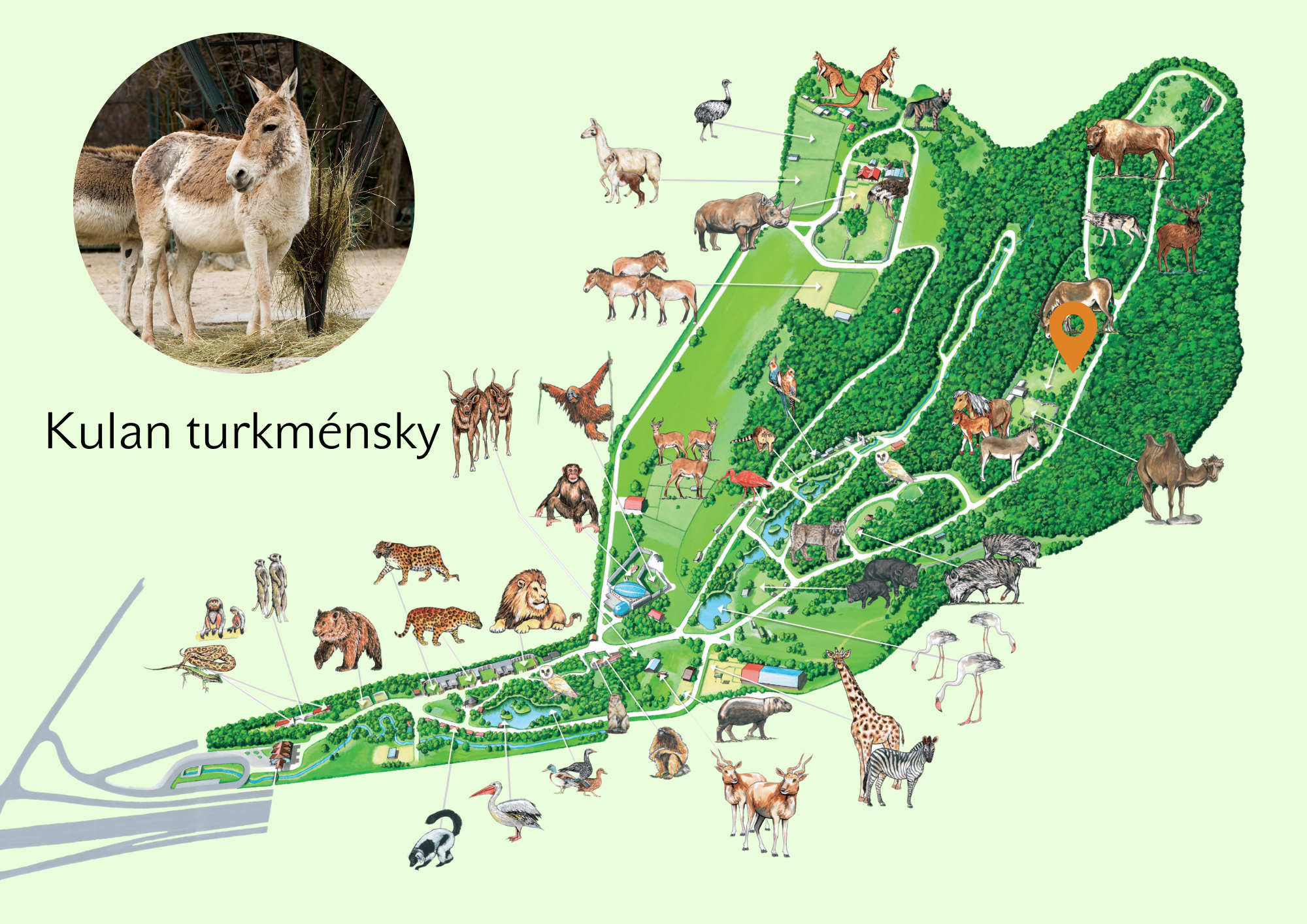 Poloha Kulan turkménsky v ZOO
