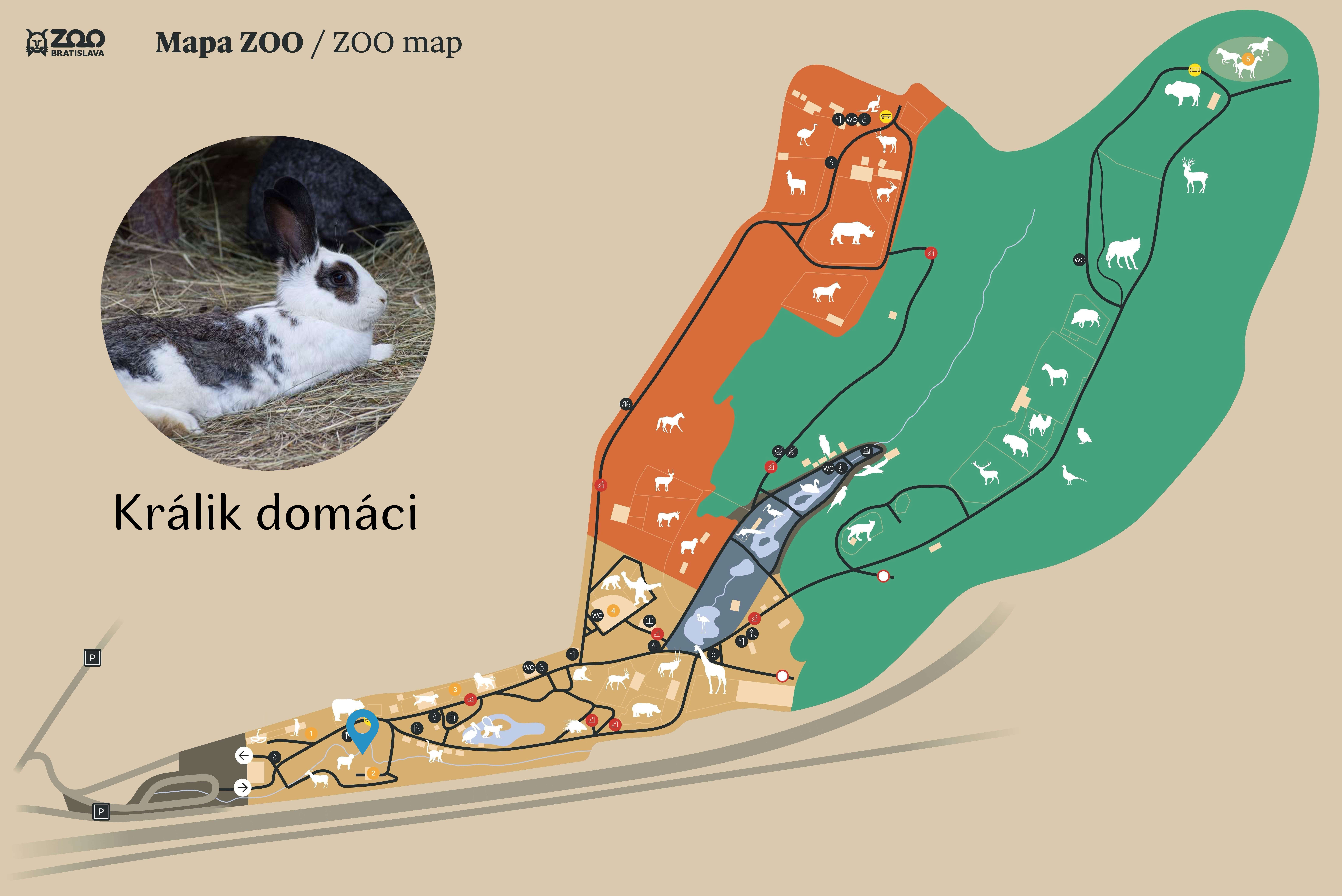 Poloha Králik domáci v ZOO