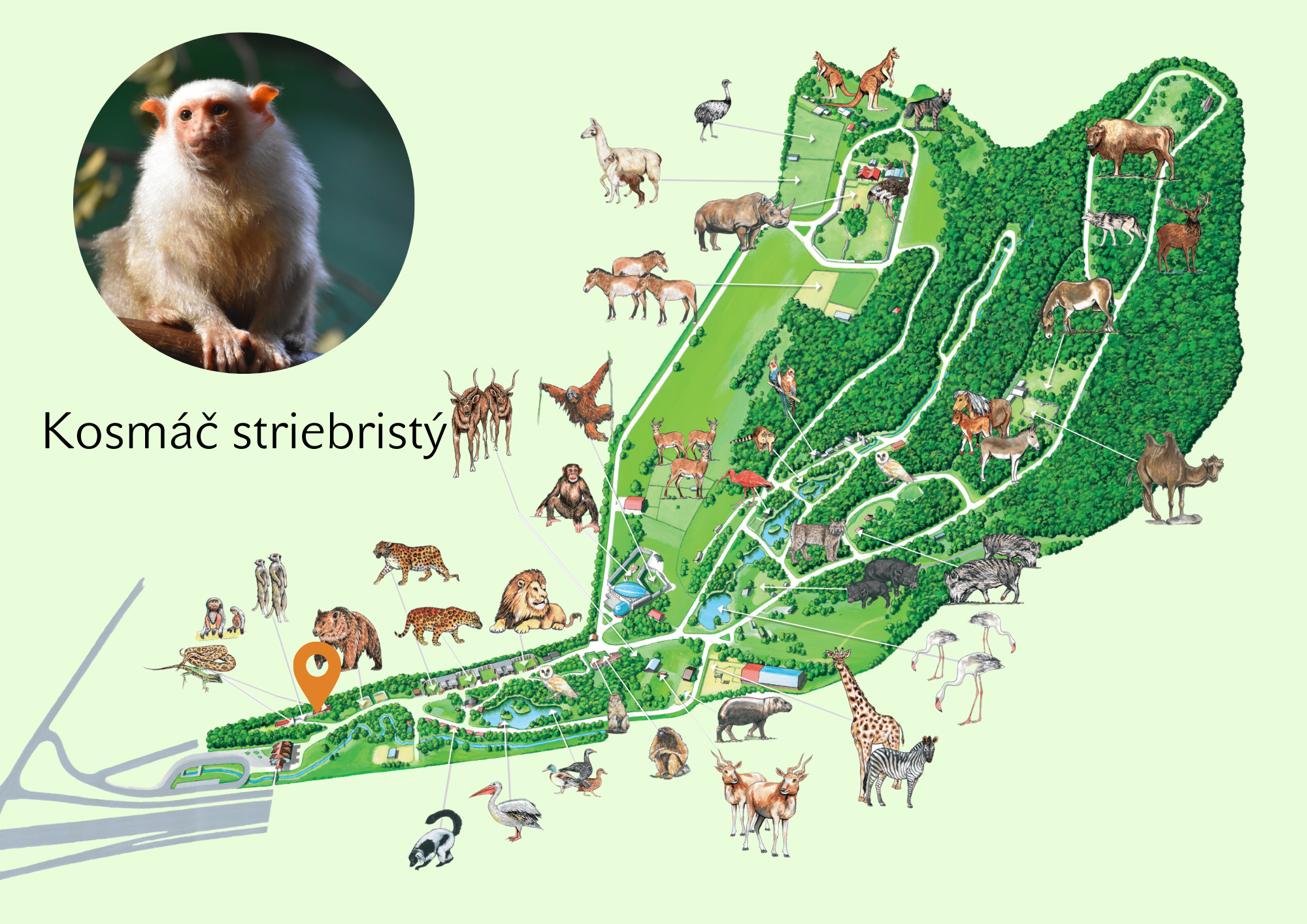 Poloha Kosmáč striebristý v ZOO