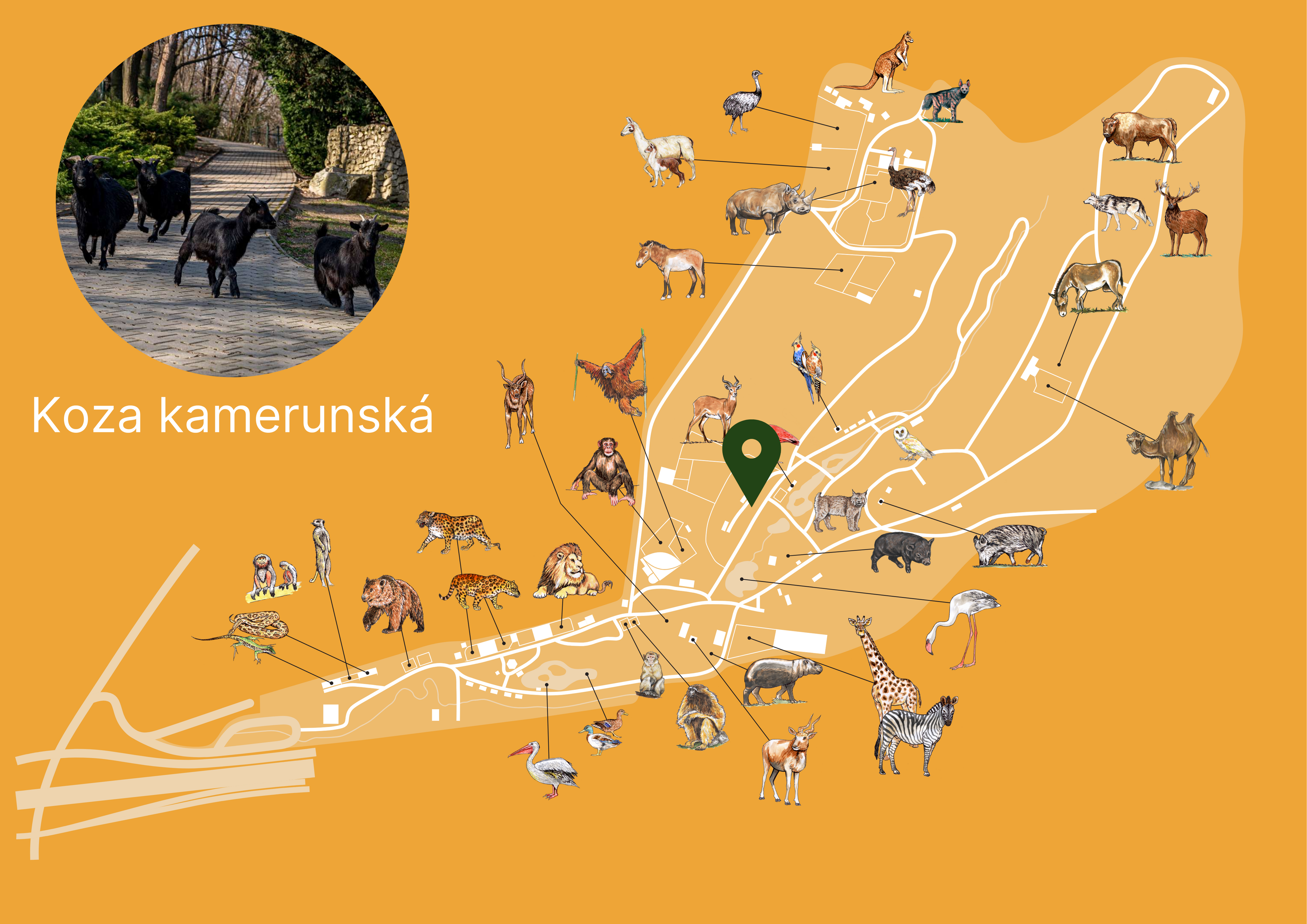 Poloha Koza domáca kamerunská v ZOO