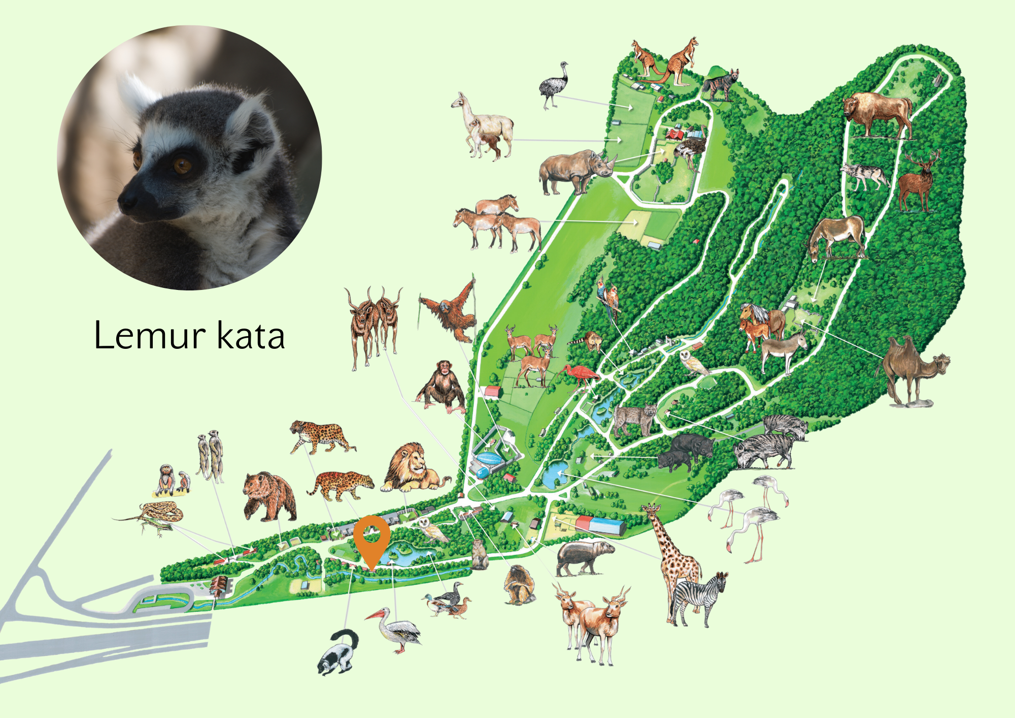 Poloha Lemur kata v ZOO