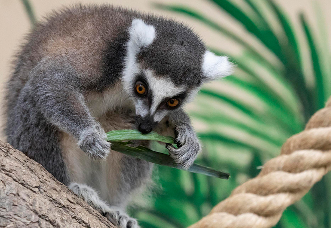 Lemur kata