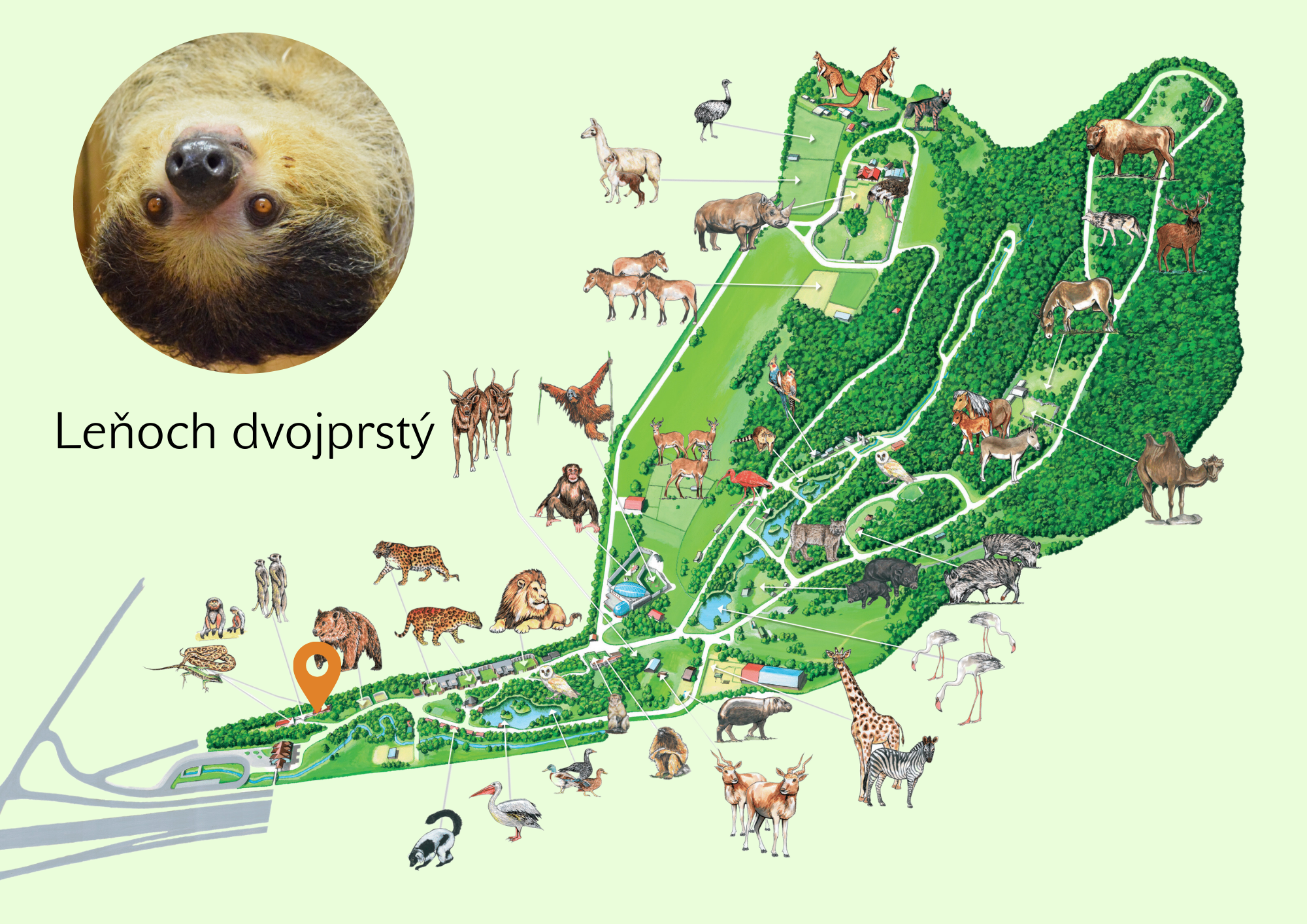 Poloha Leňoch dvojprstý v ZOO