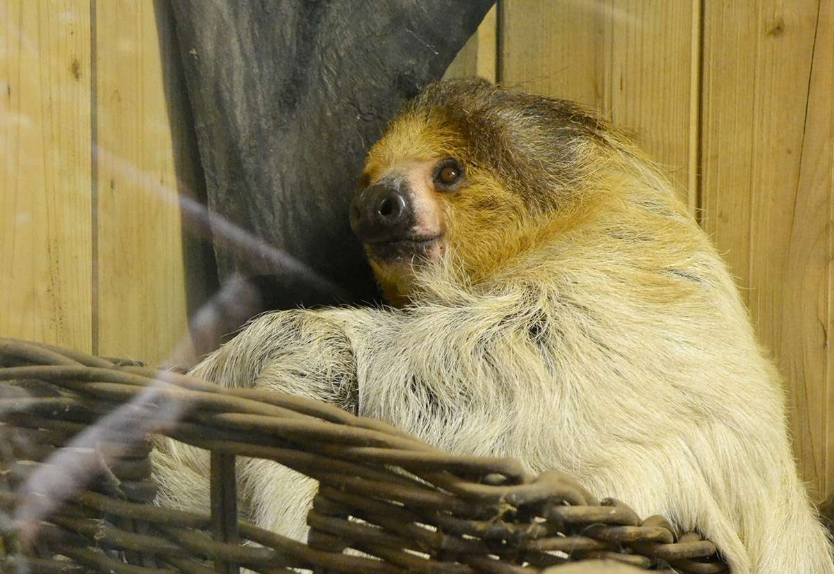 Leňoch dvojprstý