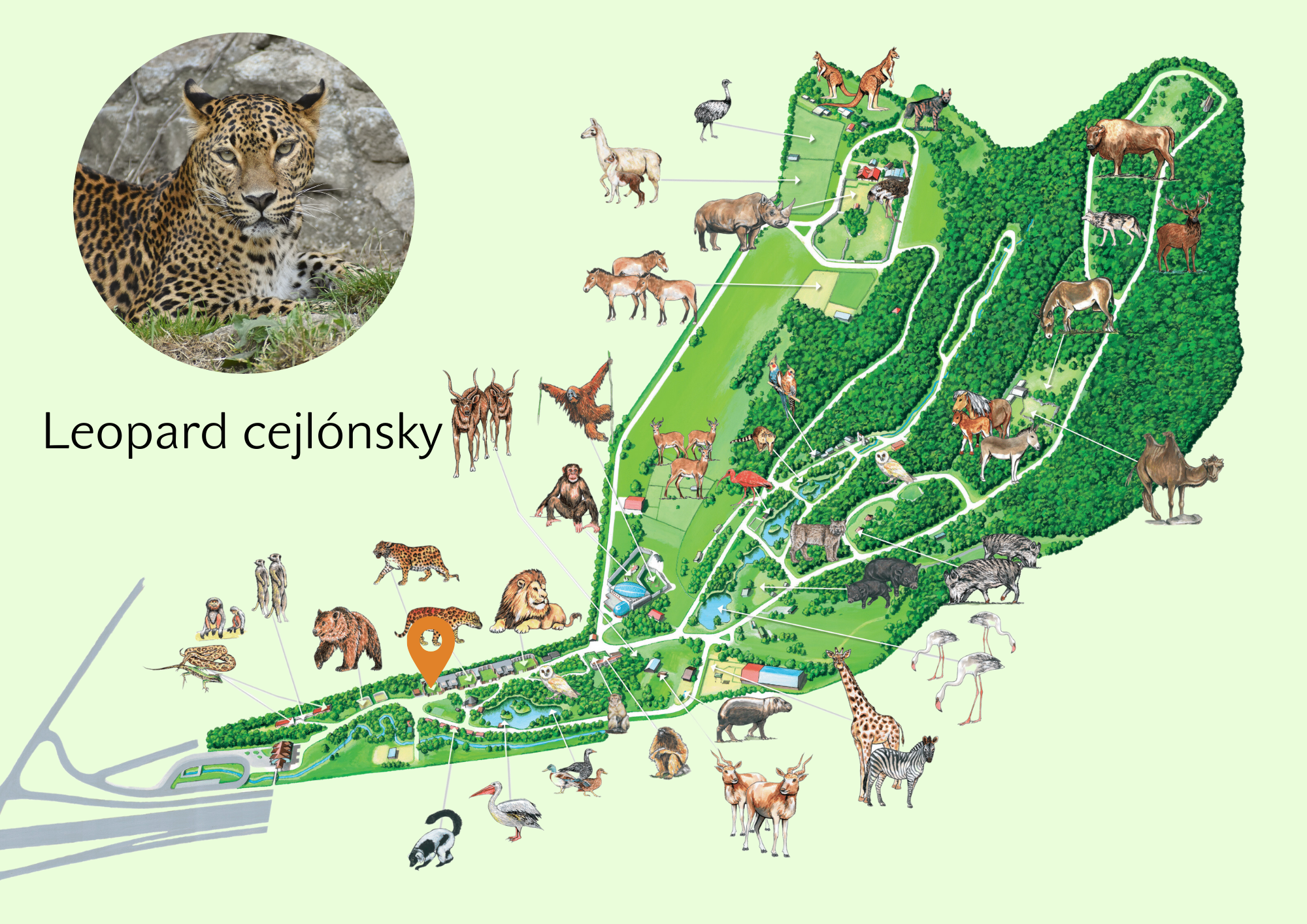 Poloha Leopard cejlónsky v ZOO