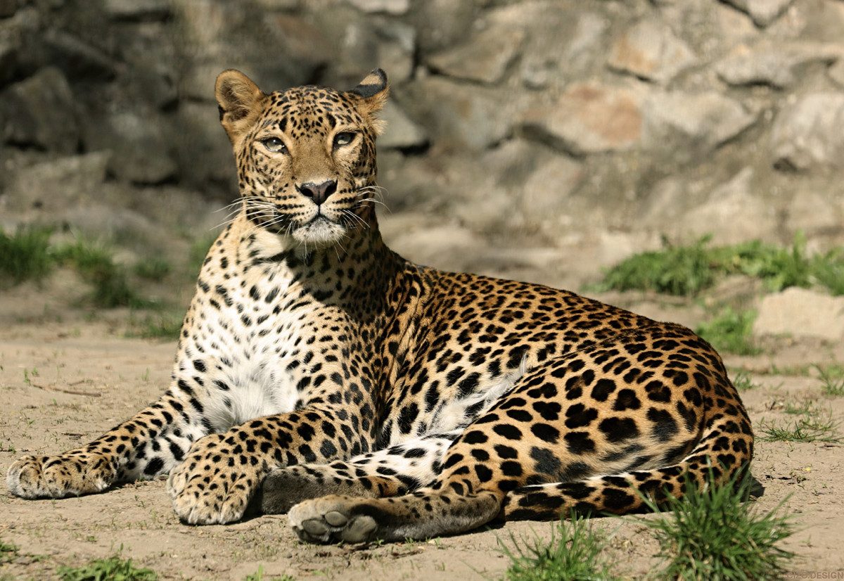 Leopard cejlónsky