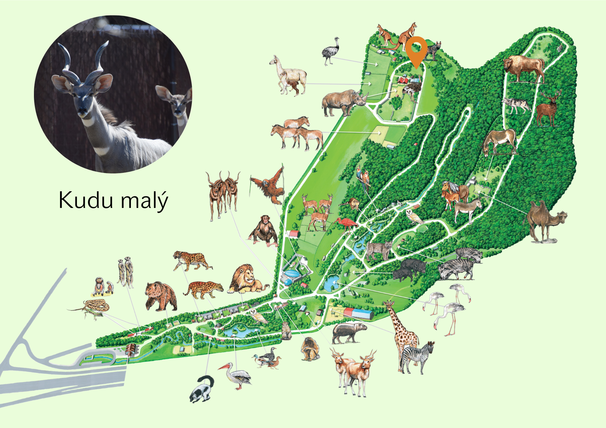 Poloha Kudu malý v ZOO