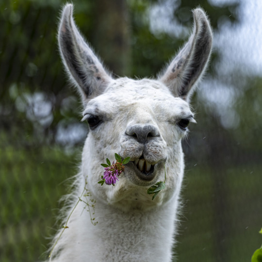 Lama krotká