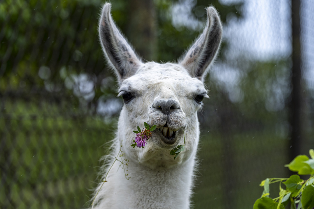 Lama krotká