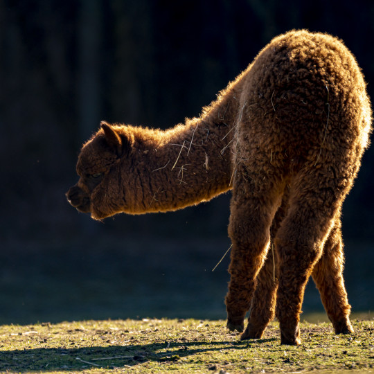 Lama alpaka