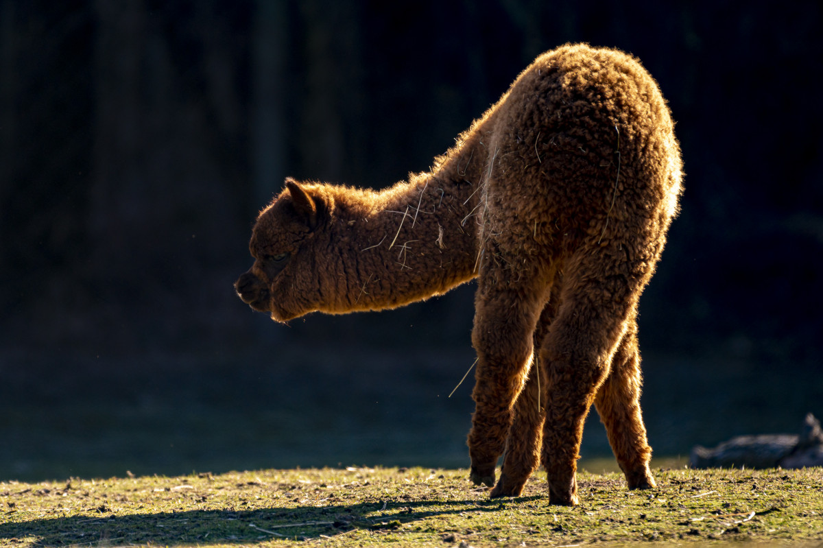 Lama alpaka