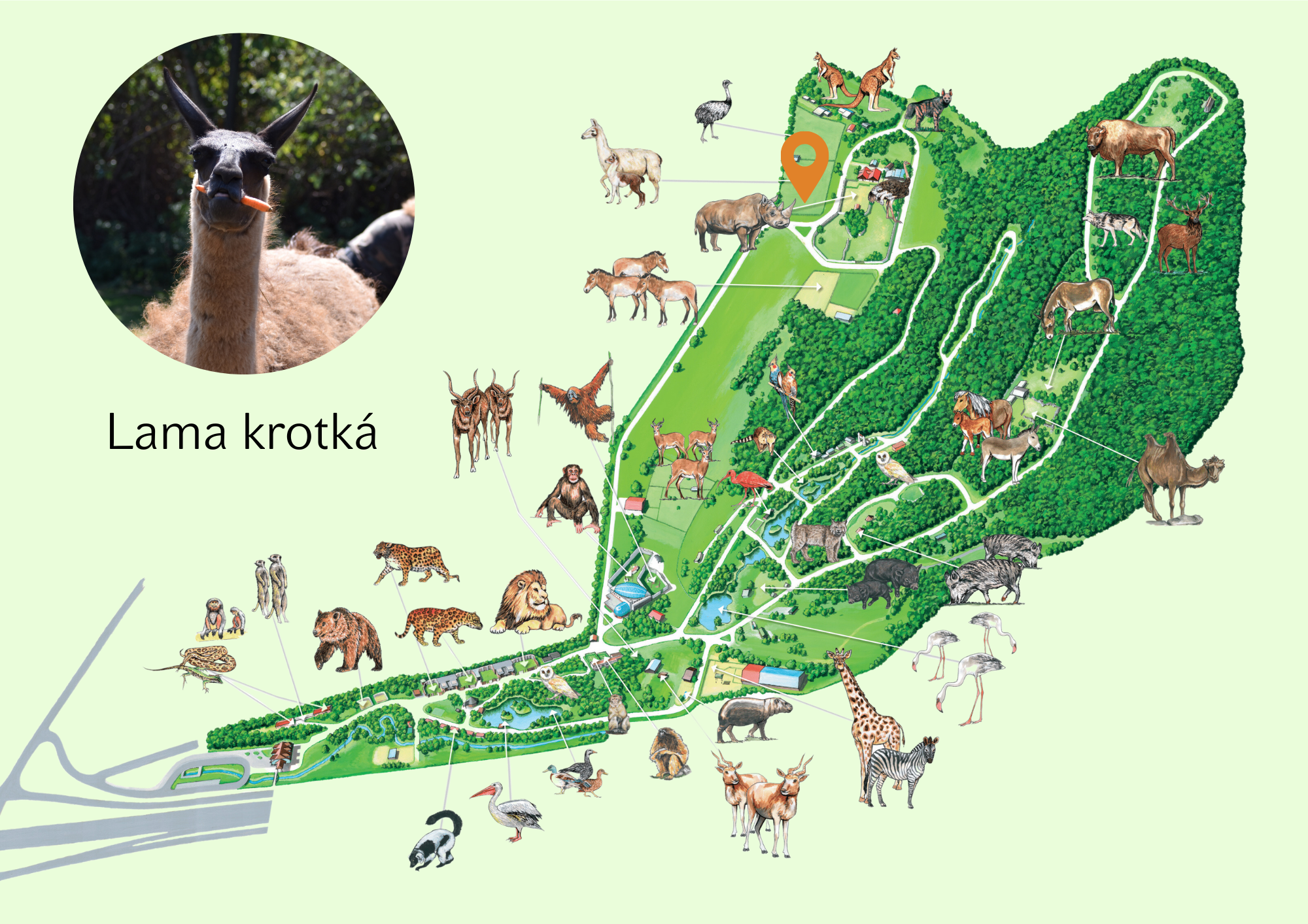 Poloha Lama krotká v ZOO