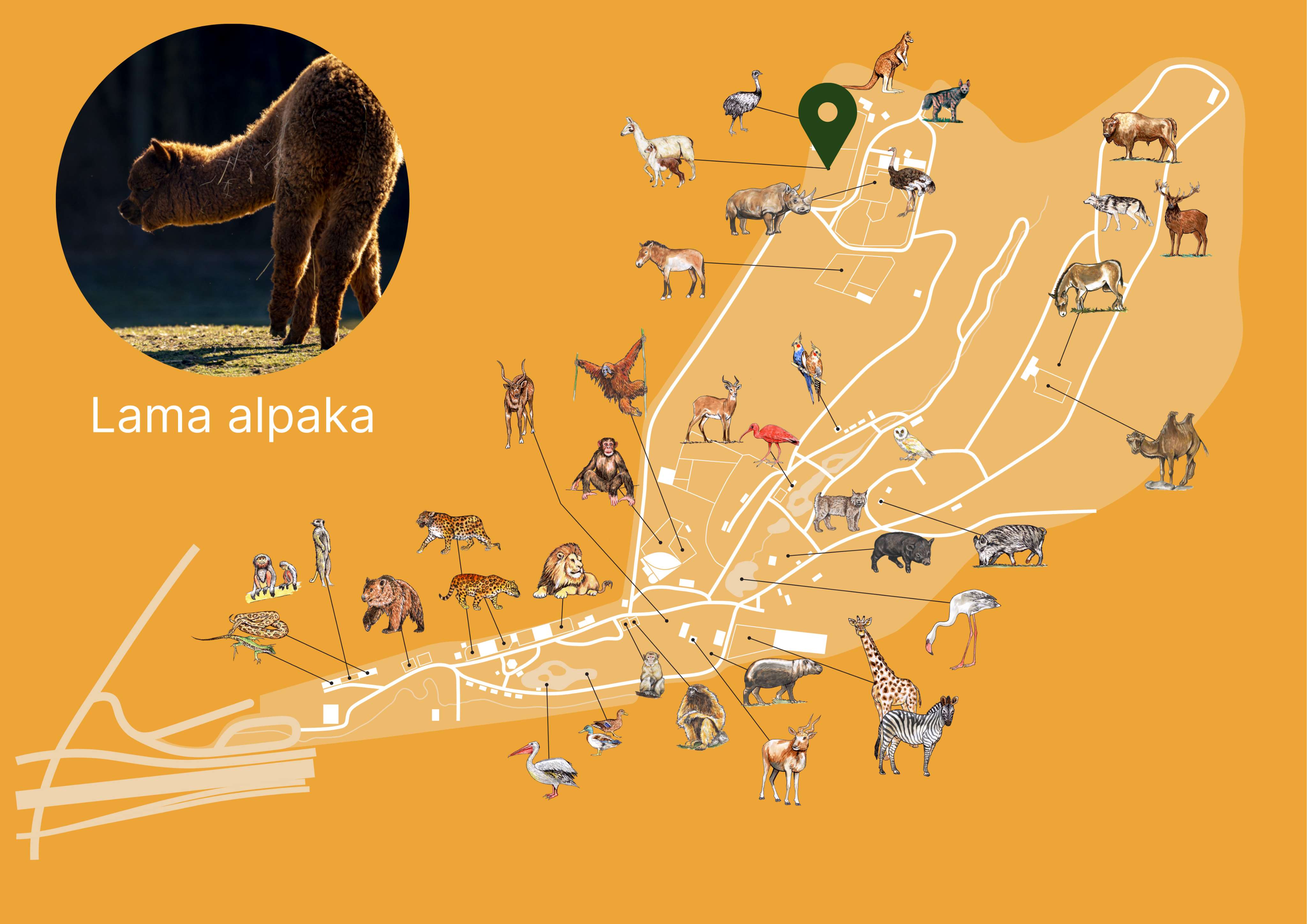 Poloha Lama alpaka v ZOO