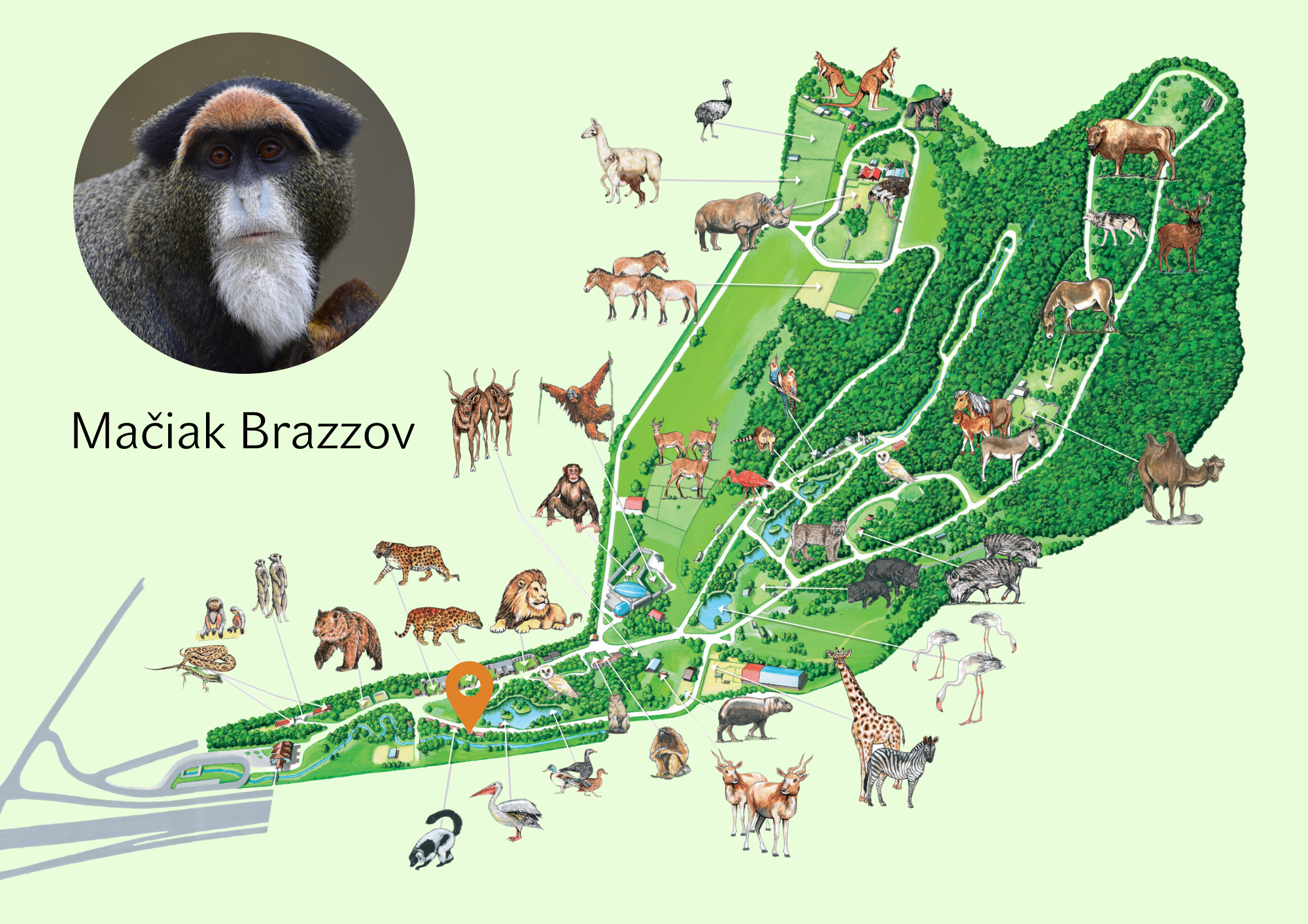 Poloha Mačiak Brazzov v ZOO
