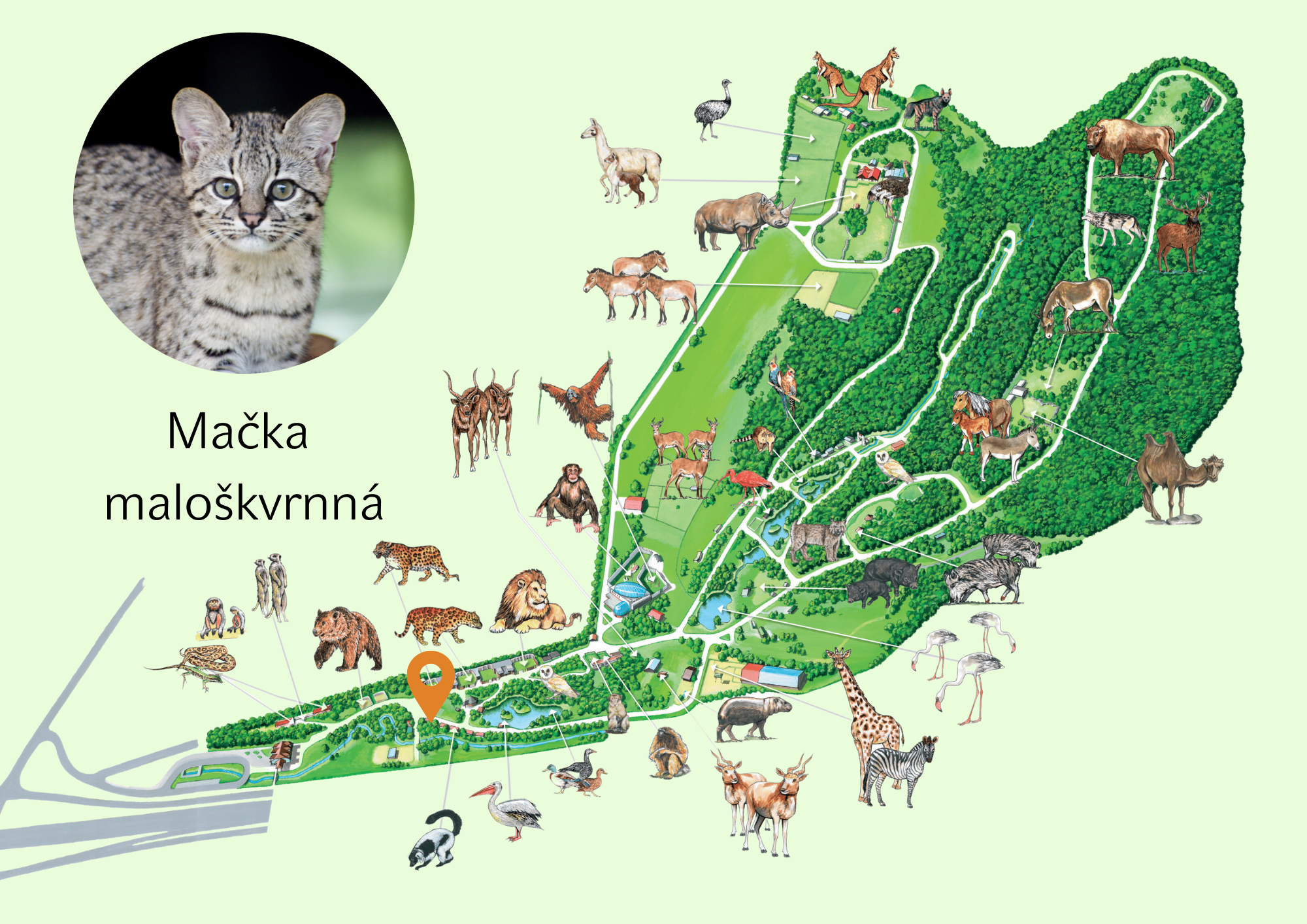 Poloha Mačka maloškvrnná v ZOO