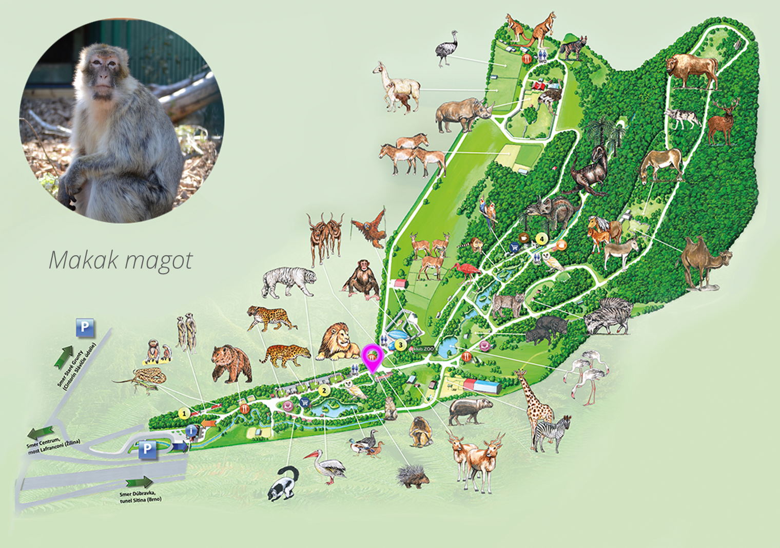ZOO Makak magot Exhibition