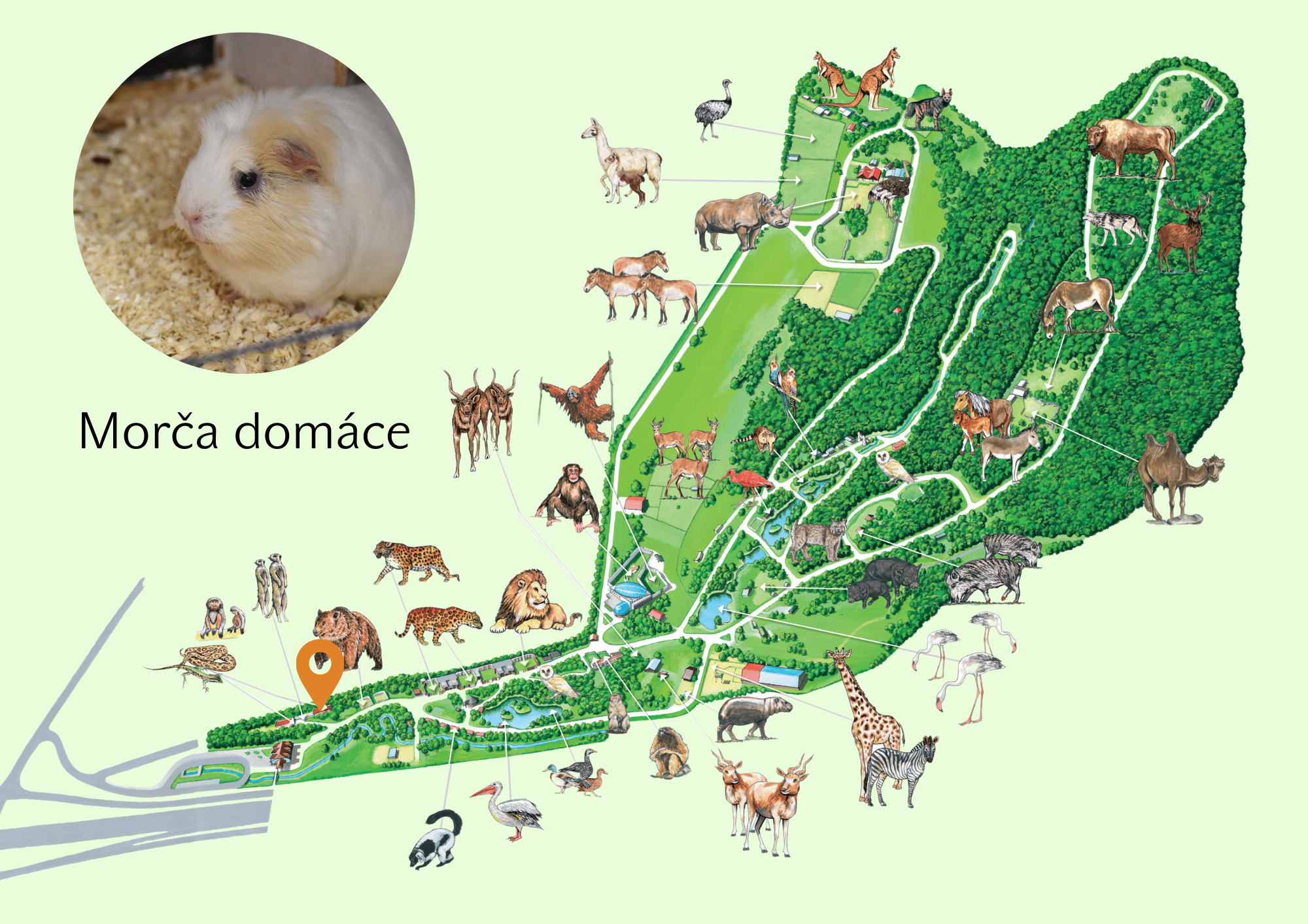 Poloha Morča domáce - Skinny morča v ZOO