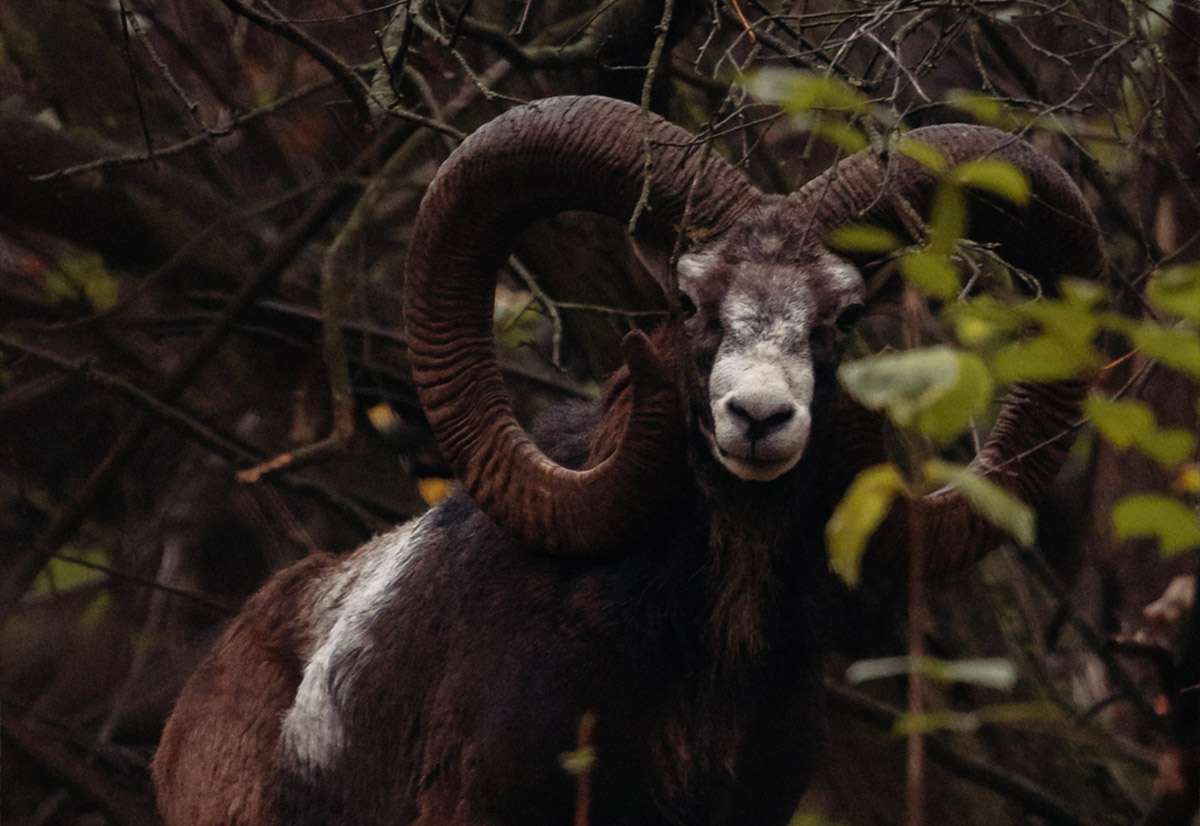 Muflón lesný